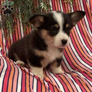Hershey, Pembroke Welsh Corgi Puppy